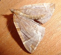 The Chevron (Eulithis testata)