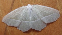 Light Emerald (Campaea margaritaria)