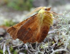 Oreflikmåler (Ennomos alniaria)