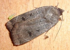 Lesser Yellow Underwing (Noctua comes)