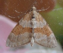 Grey Pine Carpet (Thera obeliscata)