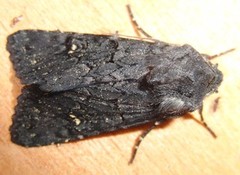 Stort lyngheifly (Aporophyla nigra)