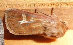 Antler Moth (Cerapteryx graminis)