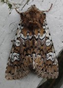 Cameo (Crypsedra gemmea)