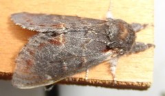 Iron Prominent (Notodonta dromedarius)