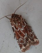 Røsslyngfly (Lycophotia porphyrea)