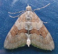 Grey Pine Carpet (Thera obeliscata)