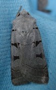 Autumnal Rustic (Eugnorisma glareosa)