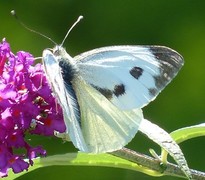 Stor kålsommerfugl (Pieris brassicae)