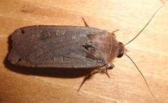 Large Yellow Underwing (Noctua pronuba)