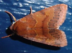 Rødt høstfly (Agrochola helvola)