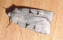 Autumnal Rustic (Eugnorisma glareosa)