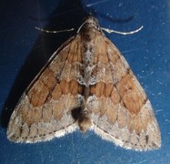 Grey Pine Carpet (Thera obeliscata)
