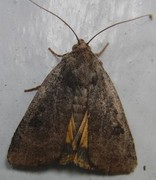 Lesser Yellow Underwing (Noctua comes)