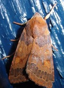 Flounced Chestnut (Agrochola helvola)