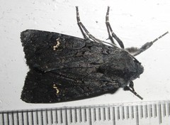 Black Rustic (Aporophyla nigra)