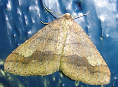 Dotted Border (Agriopis marginaria)