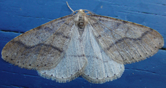 Dotted Border (Agriopis marginaria)