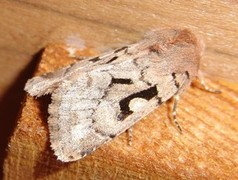 Hebrew Character (Orthosia gothica)
