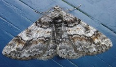 Ringed Carpet (Cleora cinctaria)
