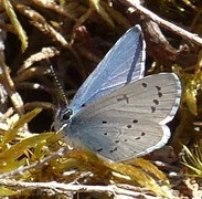 Holly Blue (Celastrina argiolus)