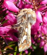 Furufly (Panolis flammea)