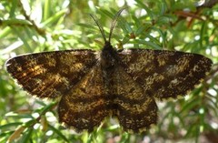Common Heath (Ematurga atomaria)
