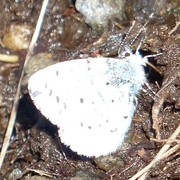 Holly Blue (Celastrina argiolus)