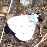 Vårblåvinge (Celastrina argiolus)