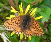 Fjellperlemorvinge (Boloria napaea)