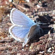 Idas blue (Plebejus idas)