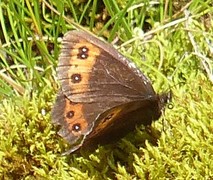 Arran Brown (Erebia ligea)
