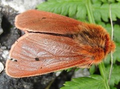 Rustvingespinner (Phragmatobia fuliginosa)