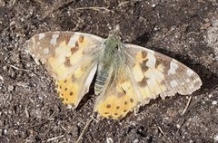 Tistelsommerfugl (Vanessa cardui)