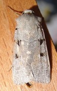 Autumnal Rustic (Eugnorisma glareosa)