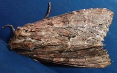 Stort engfly (Apamea monoglypha)