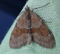 Grey Pine Carpet (Thera obeliscata)