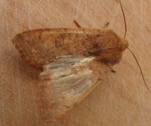 Flounced Chestnut (Agrochola helvola)