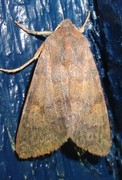 Flounced Chestnut (Agrochola helvola)