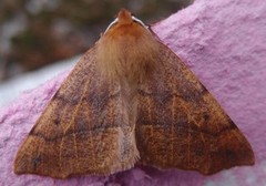 Feathered Thorn (Colotois pennaria)