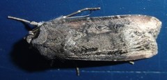 Langvingejordfly (Agrotis ipsilon)