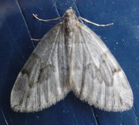 Juniper Carpet (Thera juniperata)