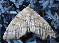 Scalloped Hazel (Odontopera bidentata)