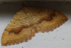 Yellow Shell (Camptogramma bilineata)