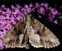 Stort engfly (Apamea monoglypha)