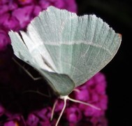 Løvskogmåler (Campaea margaritaria)