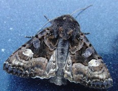 Small Angle Shades (Euplexia lucipara)
