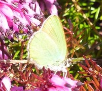 Grønnstjertvinge (Callophrys rubi)