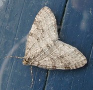Early Tooth-striped (Trichopteryx carpinata)