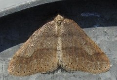 Dotted Border (Agriopis marginaria)